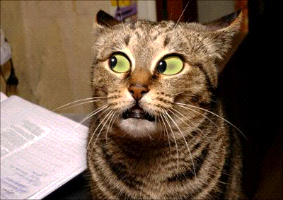 crazycat.gif