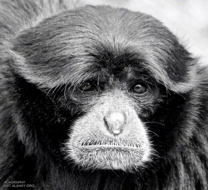 saddest_face_by_alahay-d60mtye.jpg