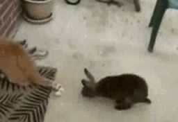 YRjhpnq.gif