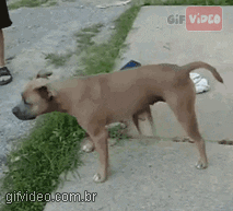 giphy.gif