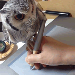 hornoxe.com_gifdump124_13.gif
