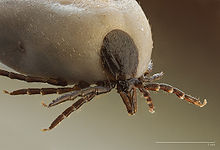 220px-Ixodus_ricinus_5x.jpg