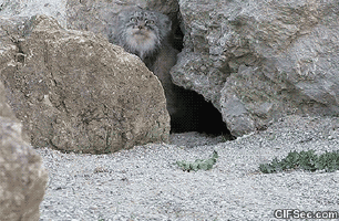04aa34_1.gif