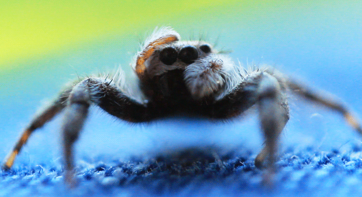 csrcrspider.gif