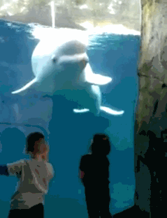 giphy.gif