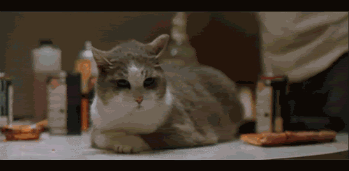 ani_bdock-saints_shot-cat.gif