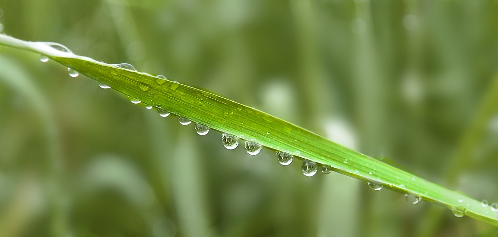 4661352486_3d9fa72b5d_b.jpg