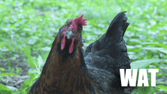 giphy.gif