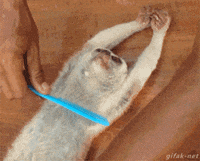 200w.gif