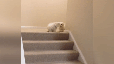 giphy.gif