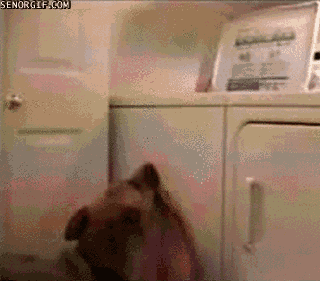 giphy.gif