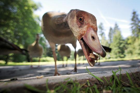 Afrikanische-Nilgans.jpg