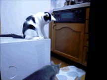 giphy.gif