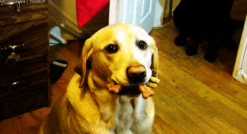 tumblr_m5dde5sXK41rv8jpzo1_500.gif
