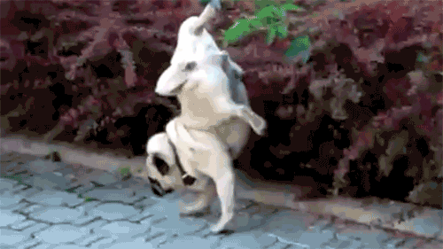 tumblr_m0dtiqrIk41qi65voo1_500.gif
