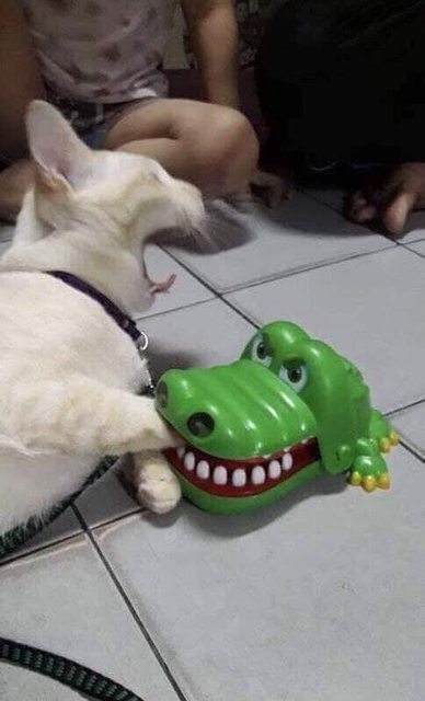 AqqGPtyl.jpg