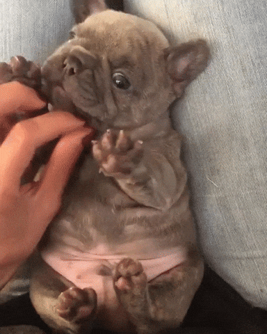 giphy.gif