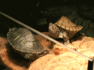 tumblr_nun1gkRv4f1s02vreo5_400.gif