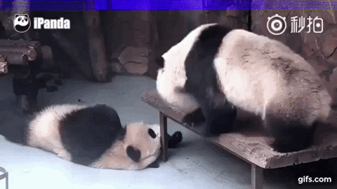 giphy.gif