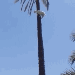 tumblr_oe2rgwuaxr1s02vreo2_250.gif