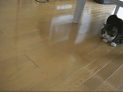 tumblr_odnnmgCGBe1s02vreo1_400.gif