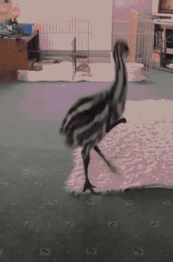 tumblr_nvcngr7f3U1s02vreo1_250.gif
