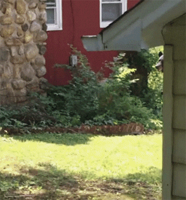giphy.gif