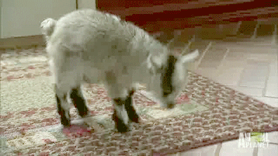 giphy.gif