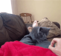 tumblr_mvyfpdE2RM1s5rsdao1_250.gif