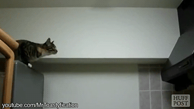 tumblr_npar9pelFz1s02vreo1_400.gif