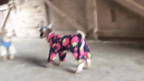 giphy.gif