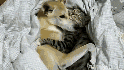 giphy.gif