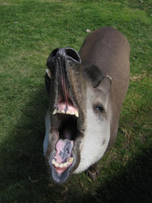 Tapir%20smile.jpg