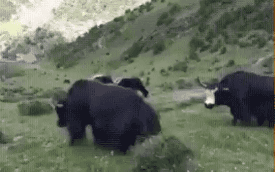 tumblr_oczsv183zt1uluepno1_400.gif