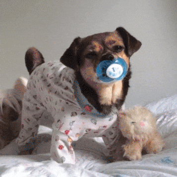 giphy.gif