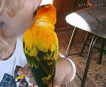 giphy.gif