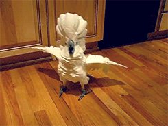 tumblr_n5zklaxmWZ1rwiv0vo1_250.gif