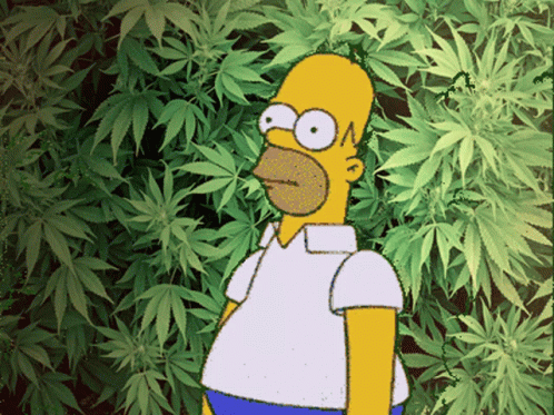 homer-simpson-weed.gif