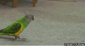 Z4bRn.gif