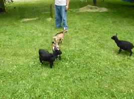 giphy.gif