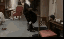 tenor.gif