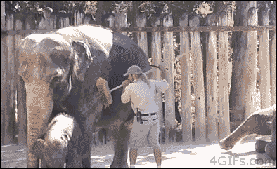 elephant-lol-tumblr-gif-Favim.com-4235855.gif