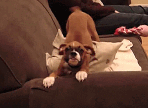 hornoxe.com_gifdump133_19.gif