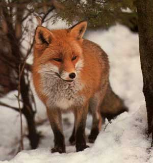 fuchs1b.jpg