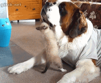 svqyoov48l601.gif