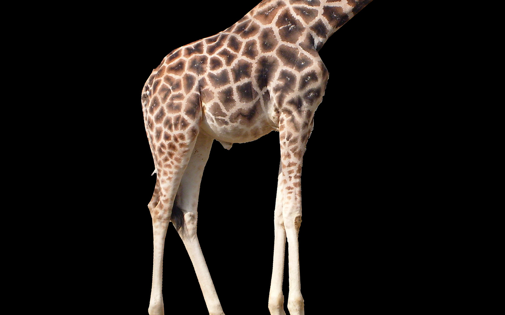 CKWgy.jpg