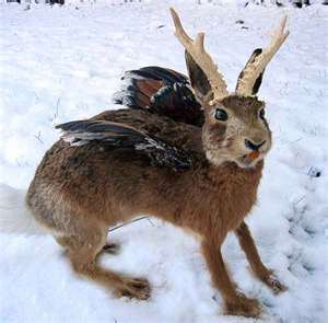 wolperdinger-hase.jpg
