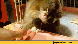 gif-food-reaction-loris-806877.gif