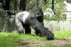 n9f2H.gif