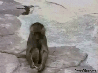 21738_015.gif